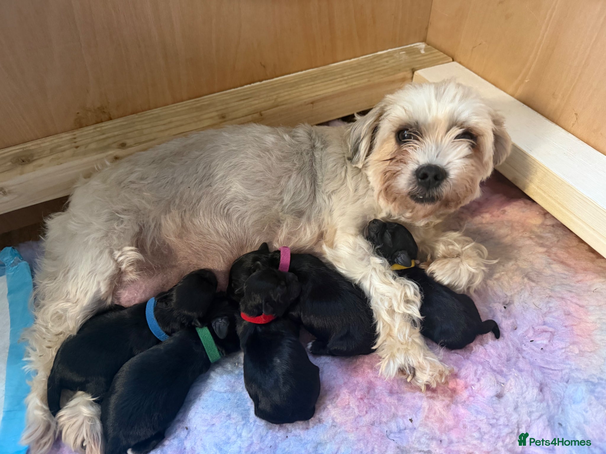 Mixed Breed dogs 2 males left - Advert 1