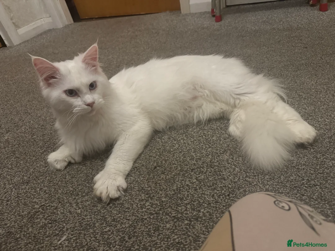 Maine Coon cats for sale: Male Soild white polydactyl Mainecoon - Advert 21