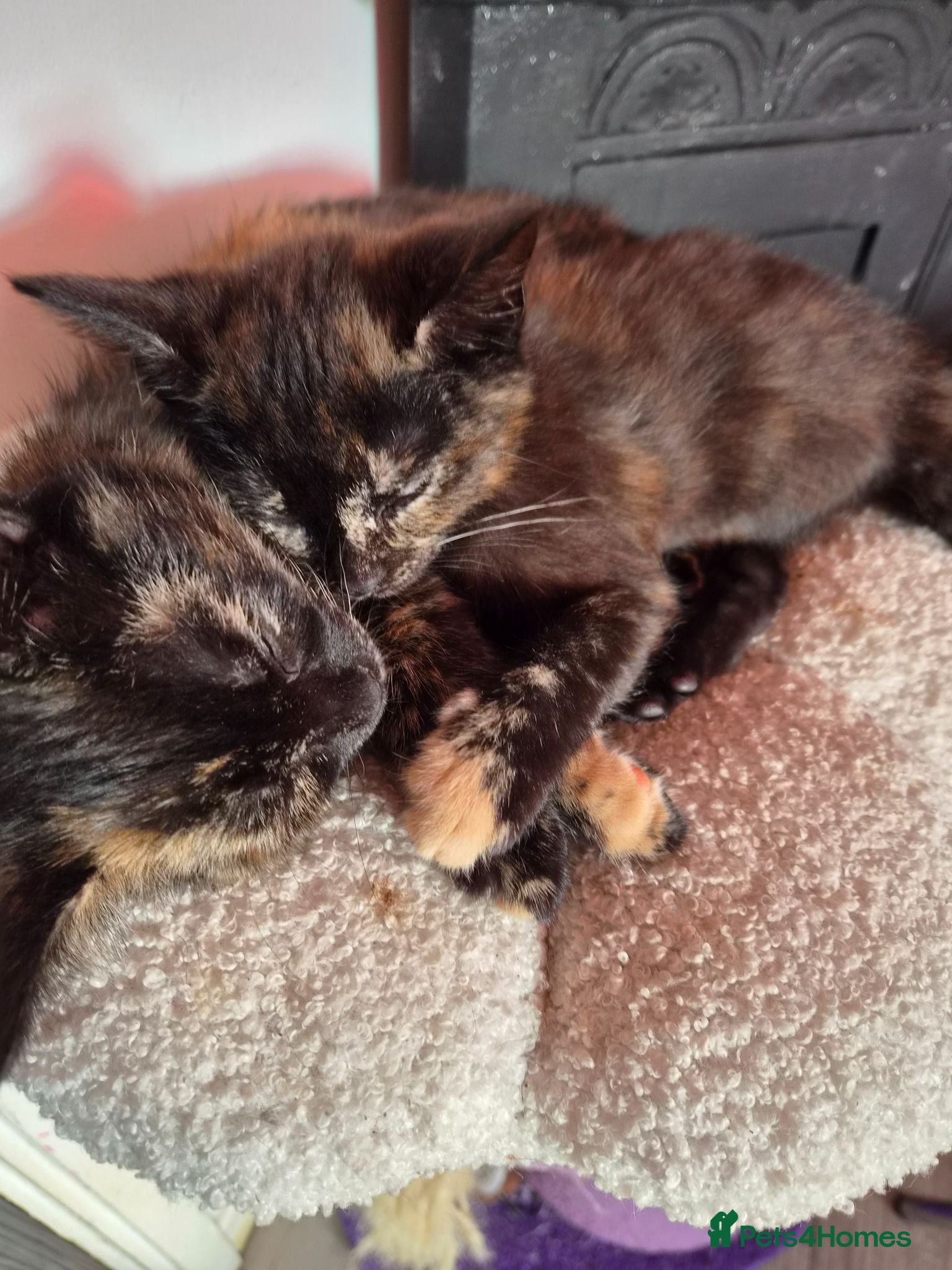 British Shorthair cats 3 female tortoiseshell kittenNEED TO GO THIS WEEK! - Advert 12