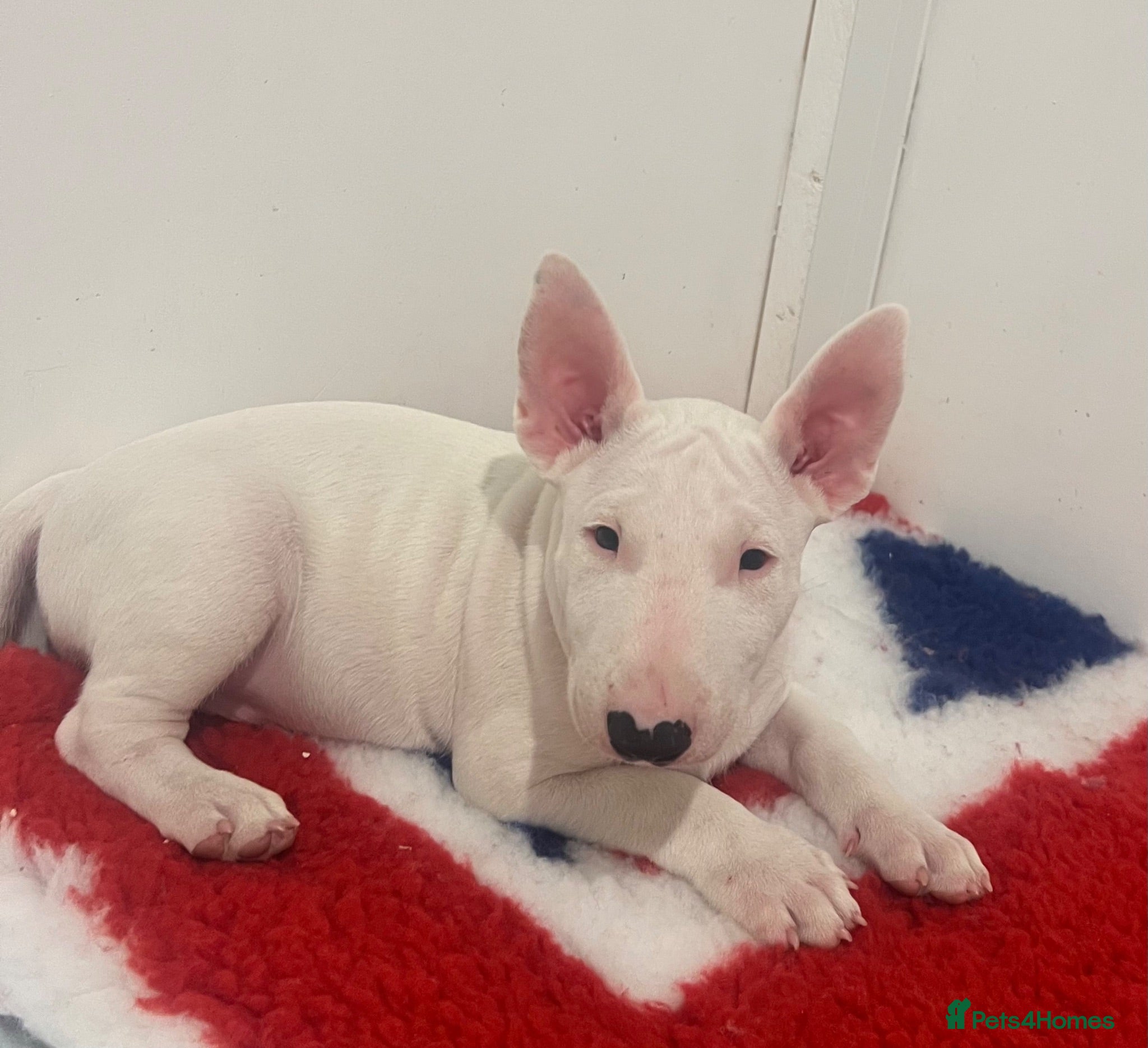 English Bull Terrier dogs 1 boy 1 girl top quality  - Advert 4