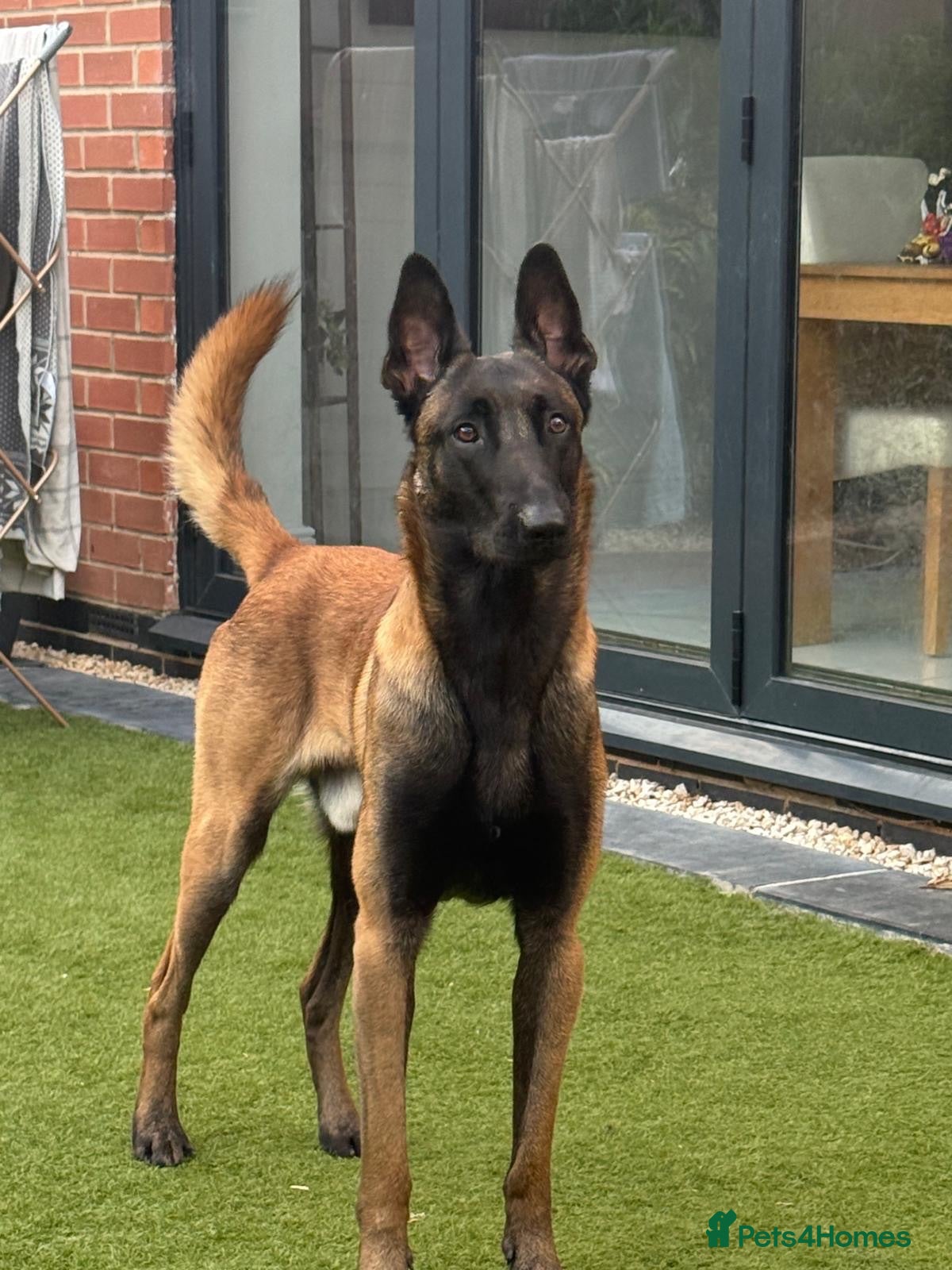 Belgian Shepherd Dog dogs Belgian Malinois for Stud - Advert 1