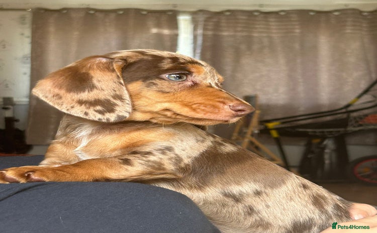 Dachshund dogs - Advert 10