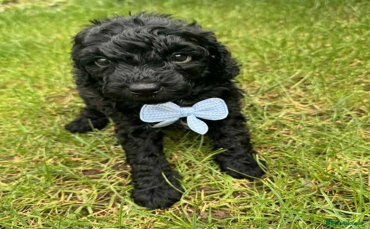 Miniature Poodle dogs - Advert 8