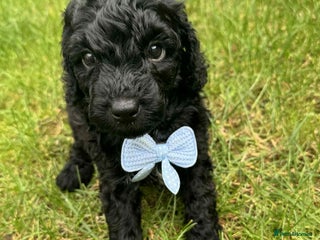 Miniature Poodle dogs - Advert 3