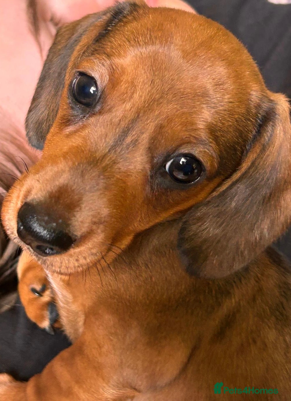 Miniature Dachshund dogs KC Miniature Dachshund Puppies For Sale - Advert 2