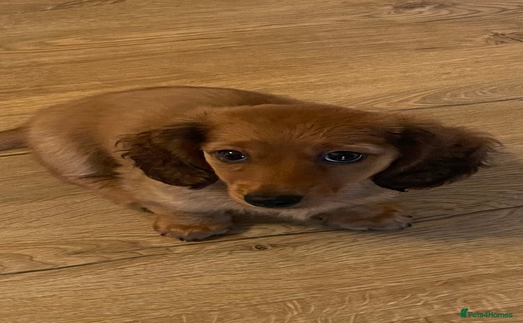 Miniature Dachshund dogs - Advert 11