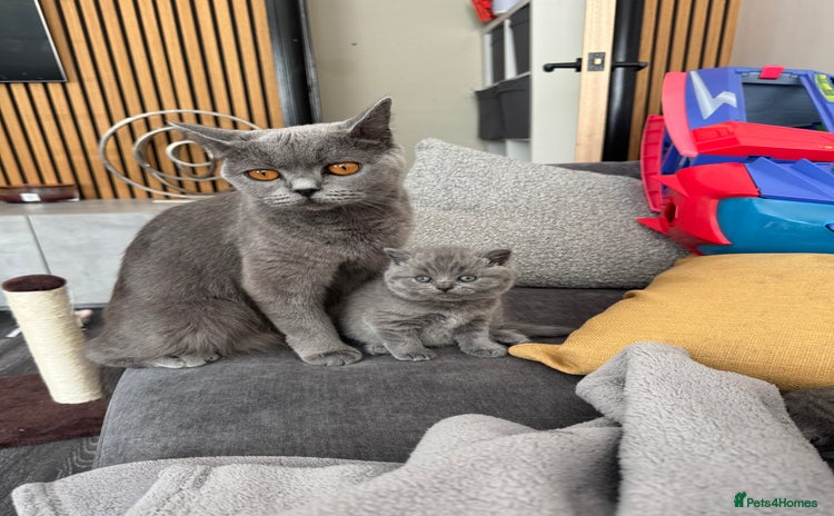 British Shorthair cats - Advert 10