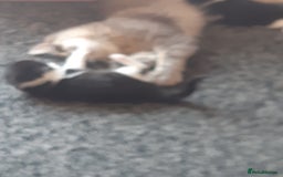 British Longhair cats for sale: 11 week old boy kitten  - Image 6