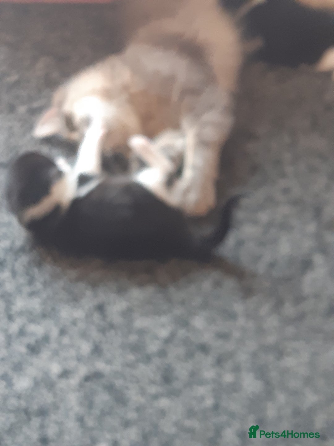 British Longhair cats for sale: 11 week old boy kitten  - Image 6