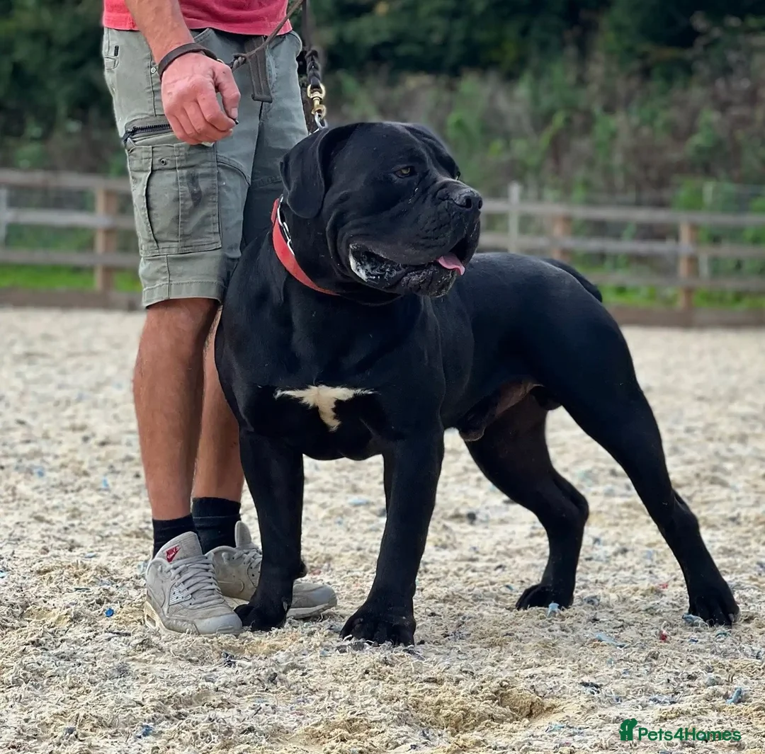 Boerboel dogs for sale: Stunning Boerboel Girl - Advert 7