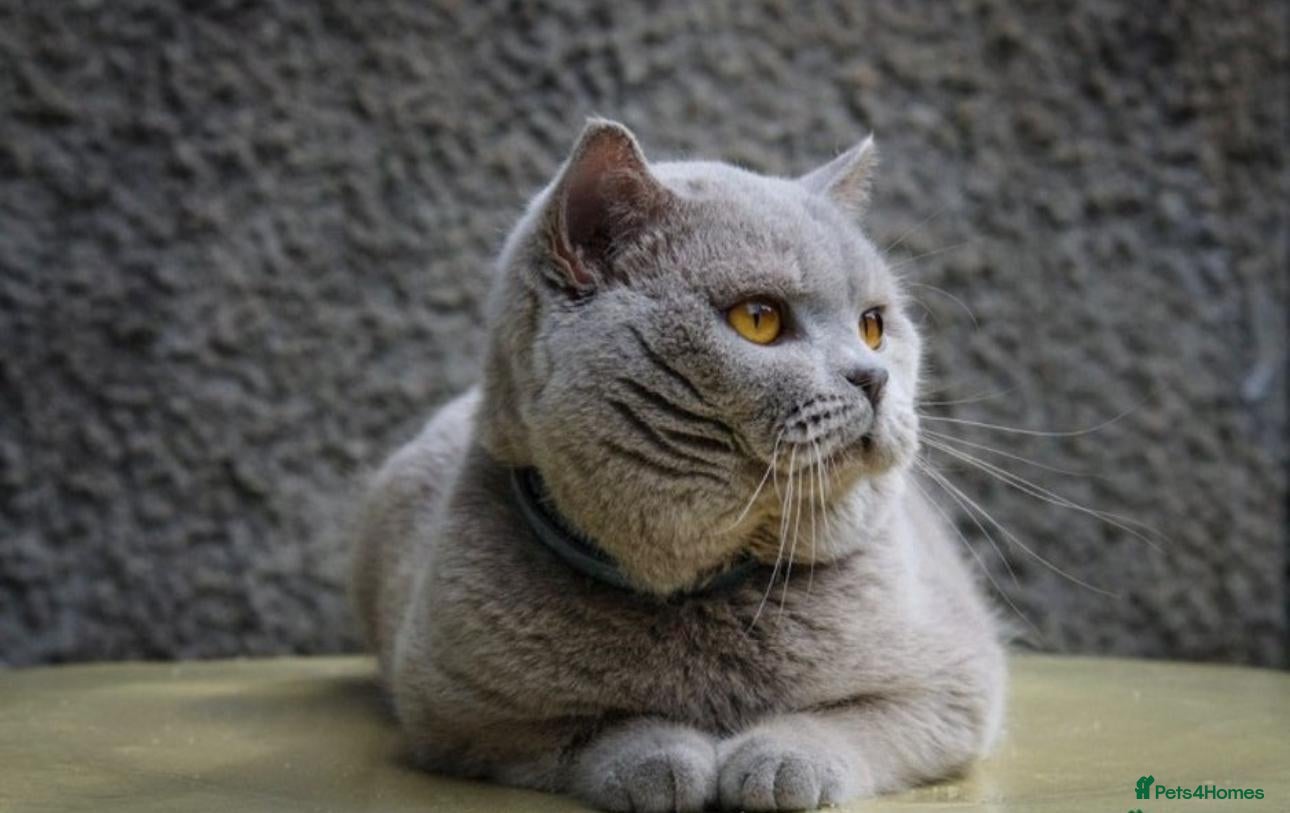 British Shorthair cats 🧶🐈‍⬛🎈ADORABLE BSH KITTIES🎈🐈‍⬛🧶 - Advert 2