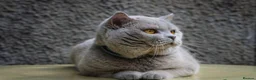 British Shorthair cats for sale: 🧶🐈‍⬛🎈ADORABLE BSH KITTIES🎈🐈‍⬛🧶 - Advert 9