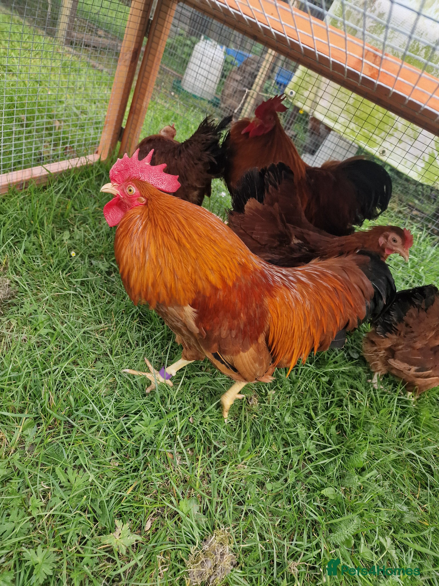 Chickens poultry for sale: Chicks for sale  - Advert 9