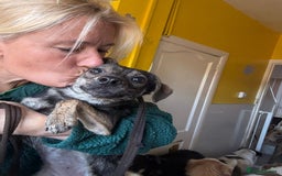 Mixed Breed dogs for adoption: Minnie - Hingham Norfolk  - Advert 8