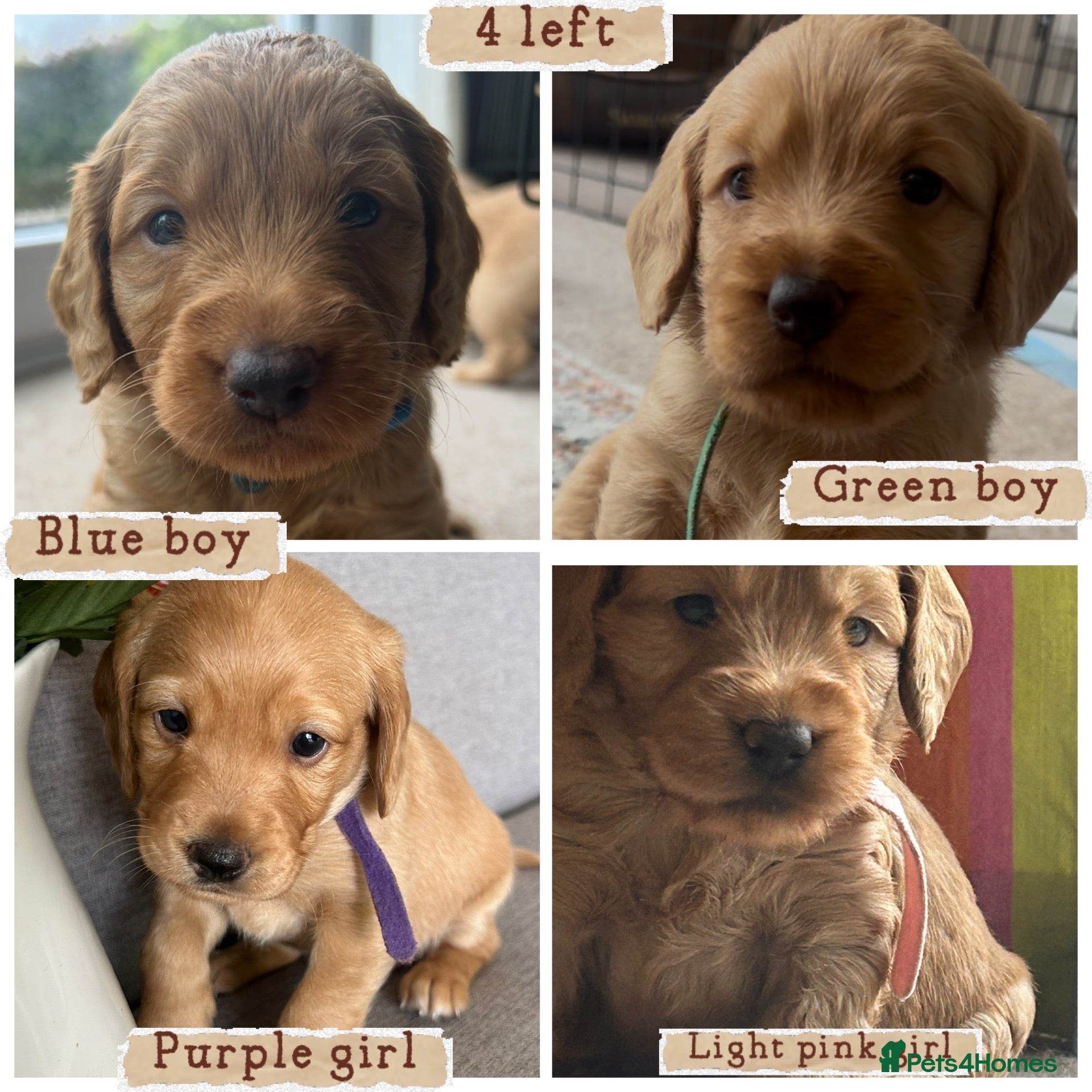 Mixed Breed dogs Beautiful double doodle puppies - Advert 2