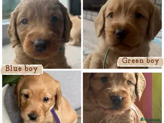 Mixed Breed dogs Beautiful double doodle puppies - Advert 2