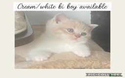 British Shorthair cats for sale: 🏆Champion GCCF British Shorthair kittens 🏆 - Image 7