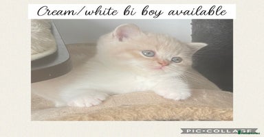 British Shorthair cats - Advert 10