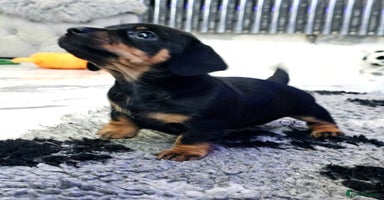 Miniature Dachshund dogs - Advert 8