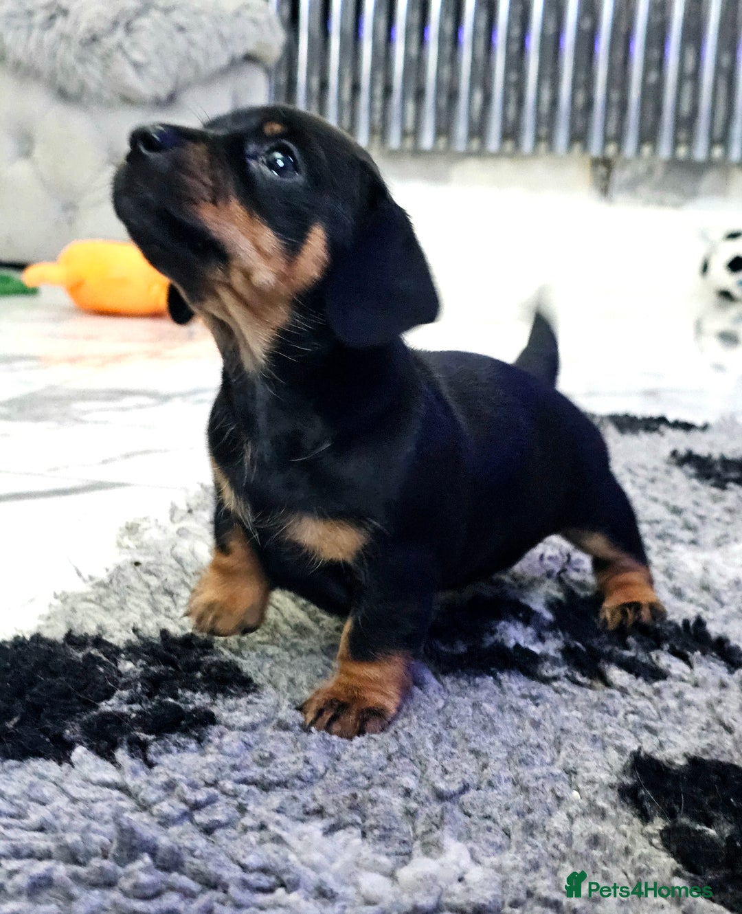 Miniature Dachshund dogs for sale: Miniature Smooth Dachshund Puppies  - Image 2