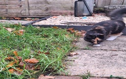 British Longhair cats for sale: Kitten almost 6 months old - Image 6