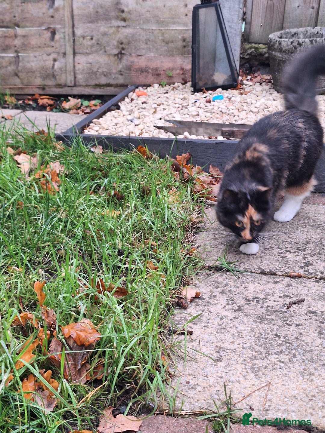 British Longhair cats for sale: Kitten almost 6 months old - Image 6