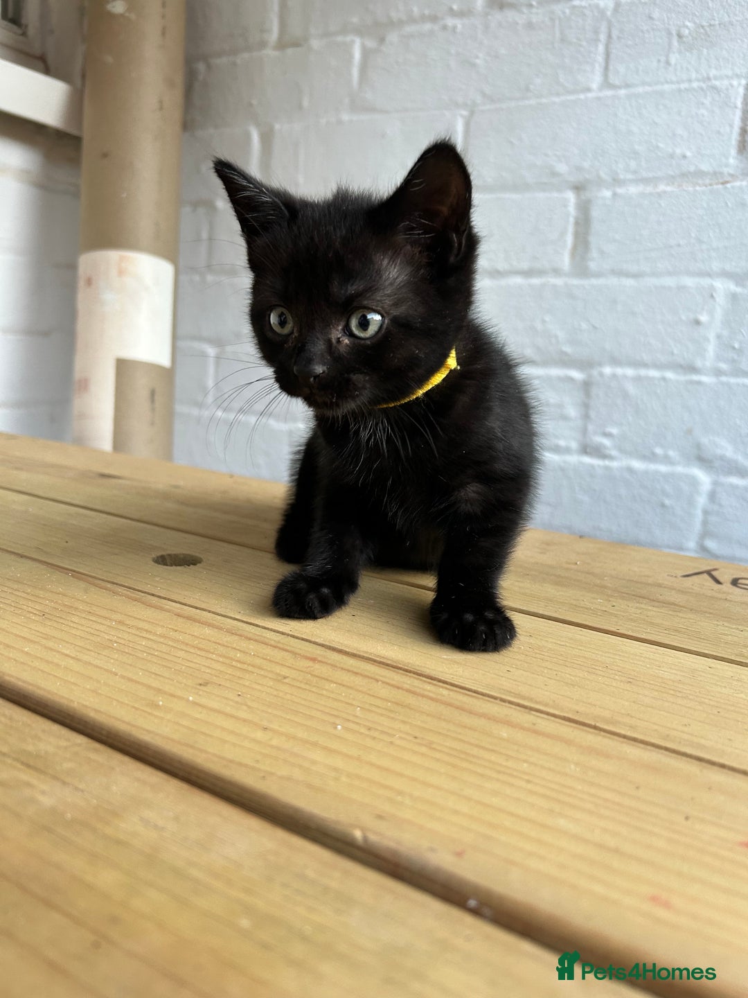 British Longhair cats for sale: Ready to home🤍 3 Black Tabby & 2 Multicoloured - Image 21