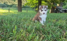 Siberian Husky dogs for sale: Blue Eyes Siberian huskies puppies  - Image 8