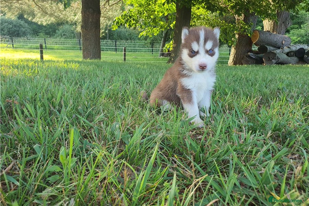 Siberian Husky dogs for sale: Blue Eyes Siberian huskies puppies  - Image 8