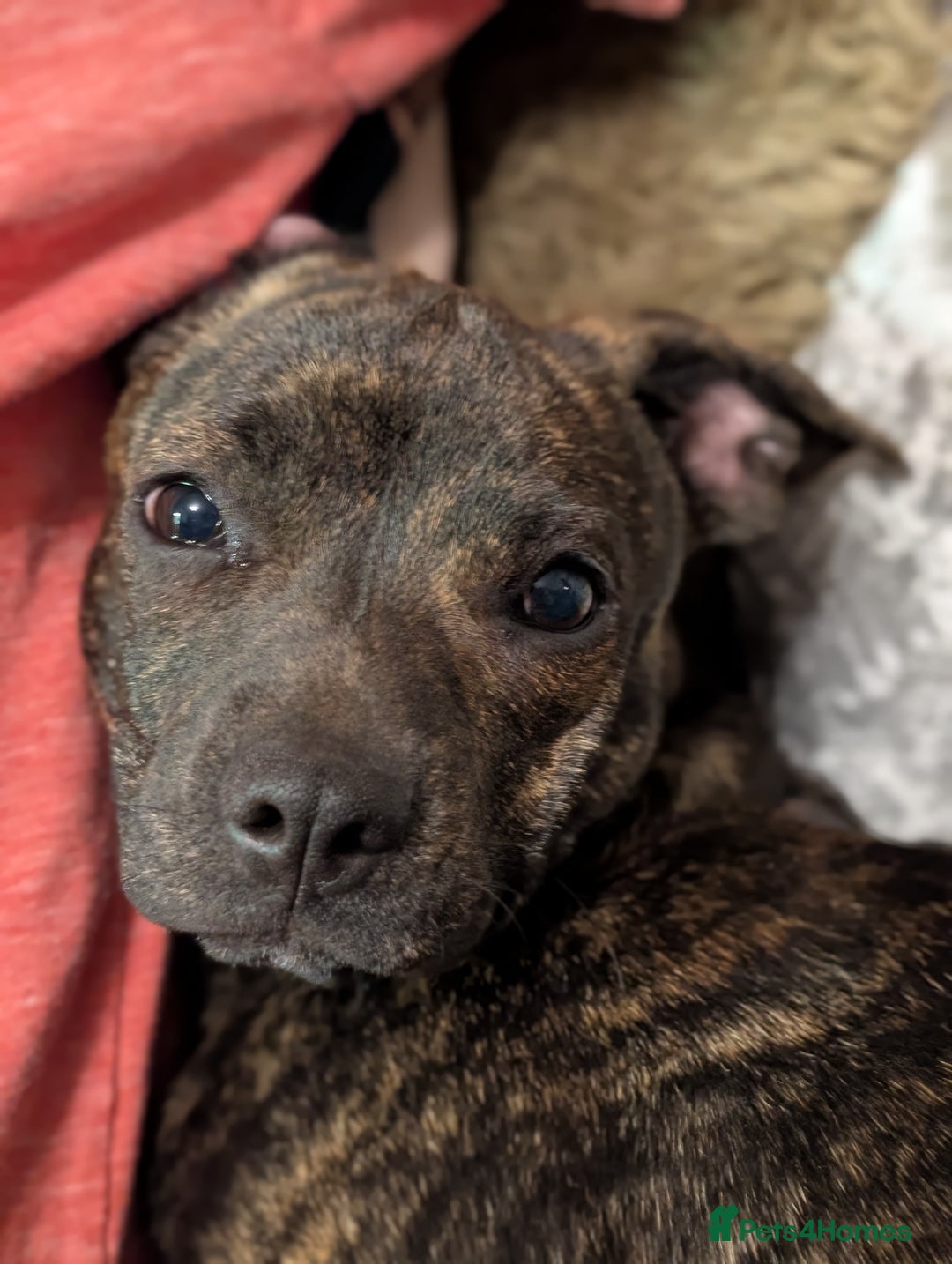 Mixed Breed dogs for sale: Beautiful 9month old looking for forever home in Brighton - Image 3