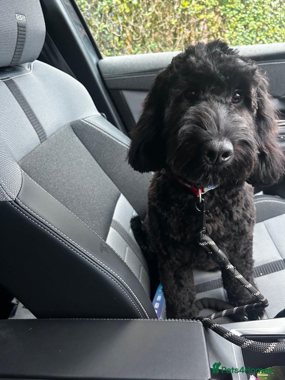 Cockapoo dogs for sale: Black Male Cockapoo Puppy - Advert 5