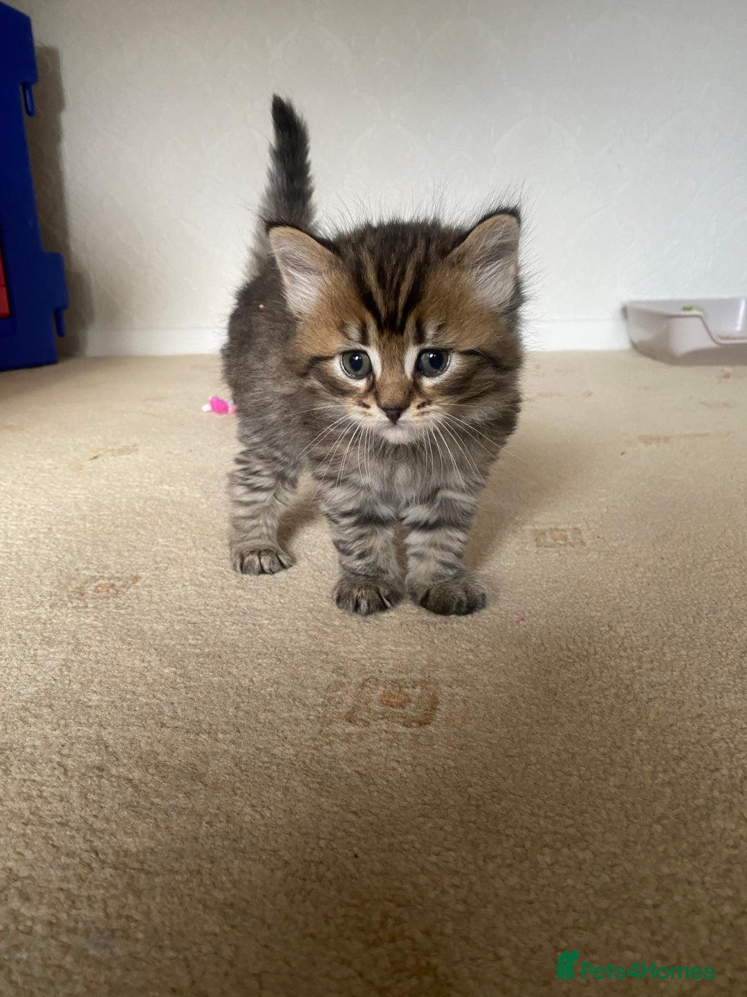 Bengal cats for sale: ‼️ RESERVED  ‼️Bengal x Persian  - Image 17