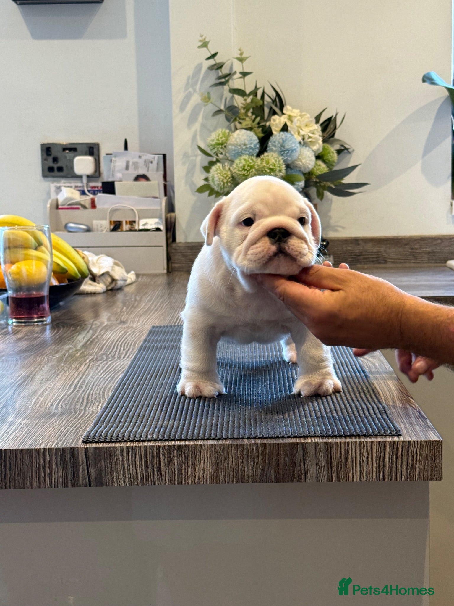 English Bulldog dogs CH x CH KC Registered standard puppies - Advert 2