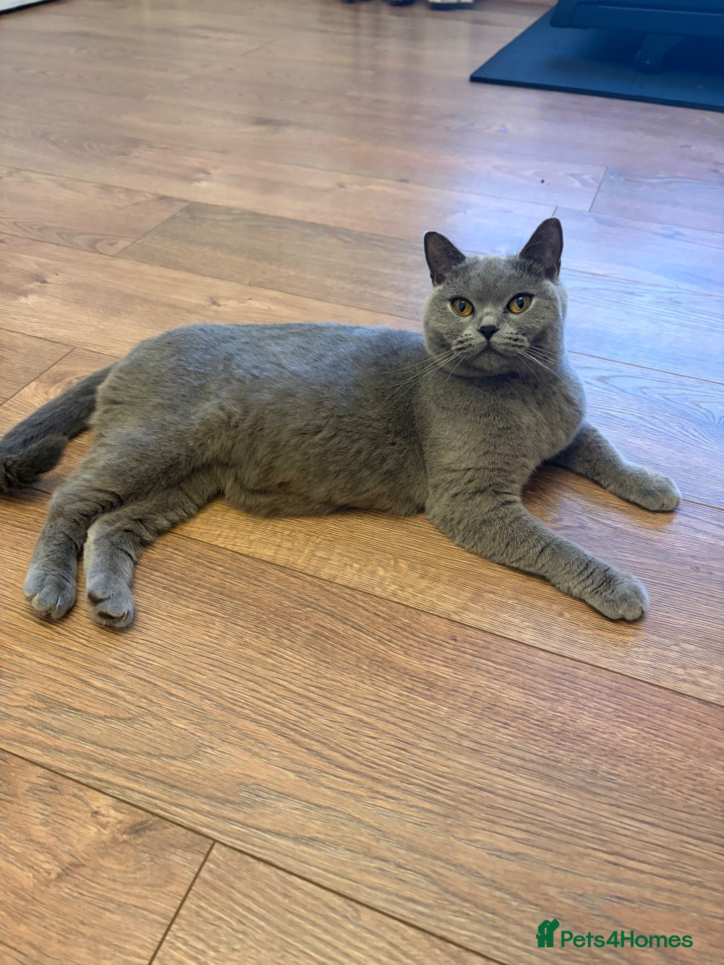 British Shorthair cats British shorthairs for sale - Advert 1