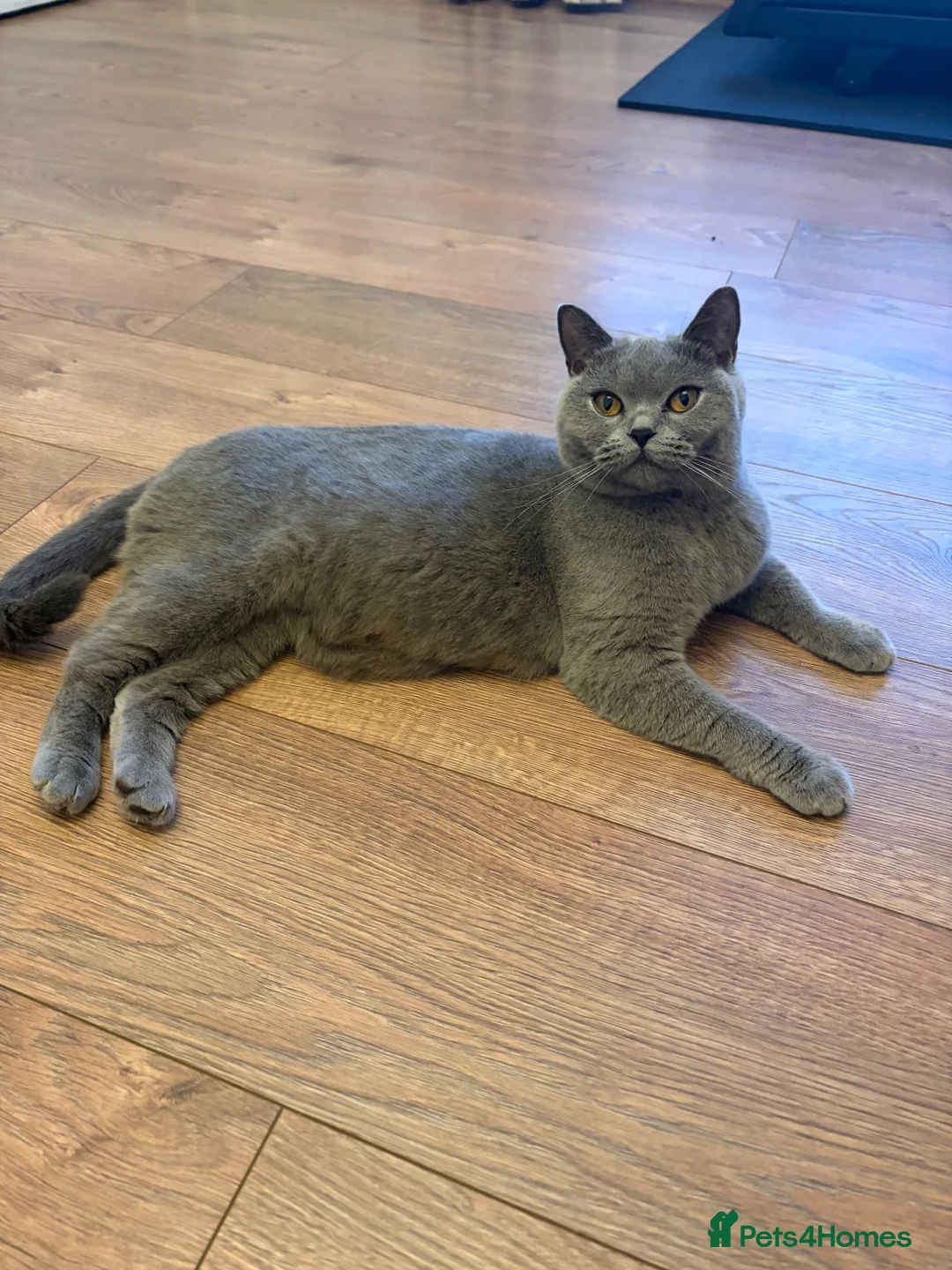 British Shorthair cats for sale: British shorthairs for sale - Advert 1