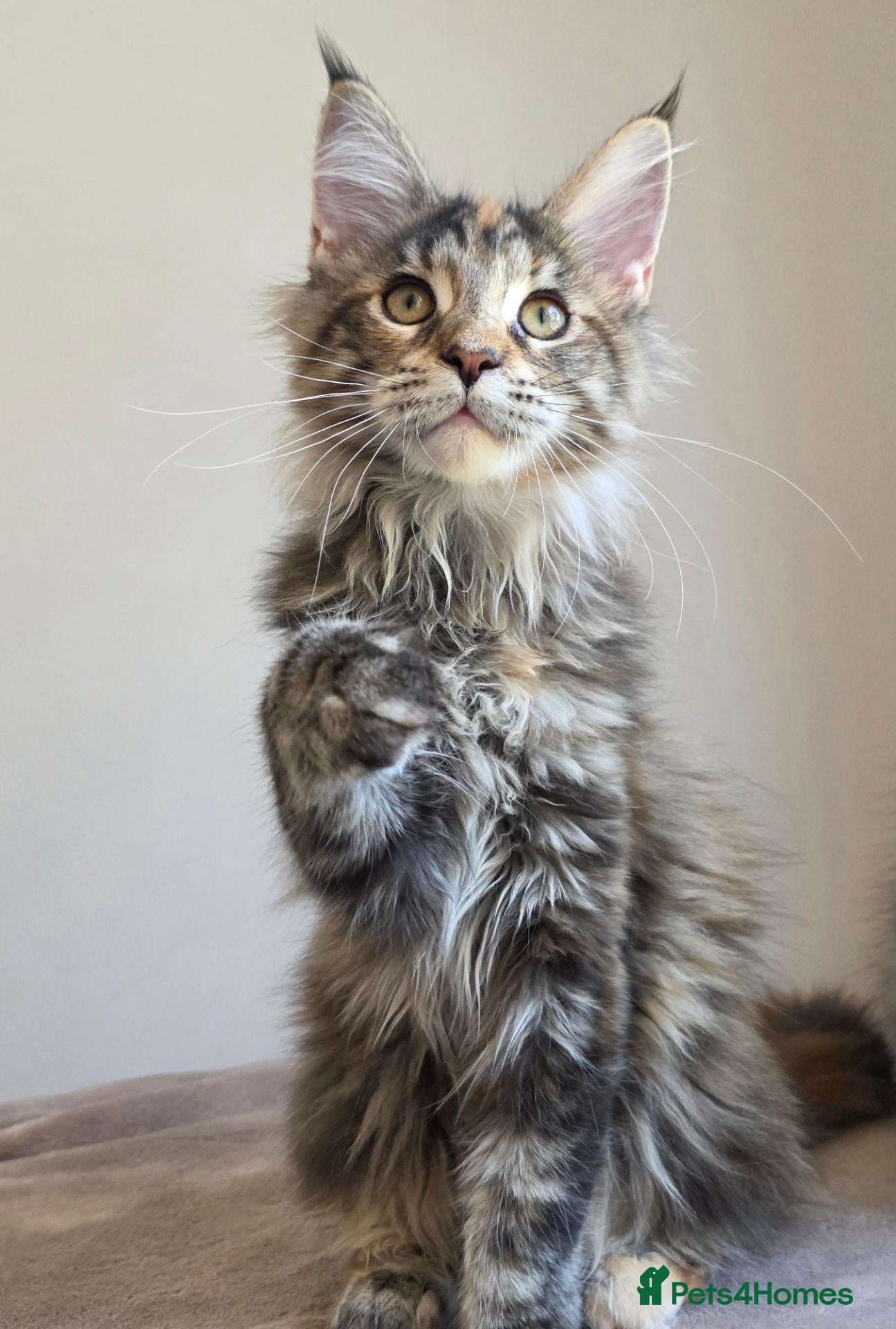 Maine Coon cats TICA Maine Coon Kittens | Russian Bloodlines - Advert 2