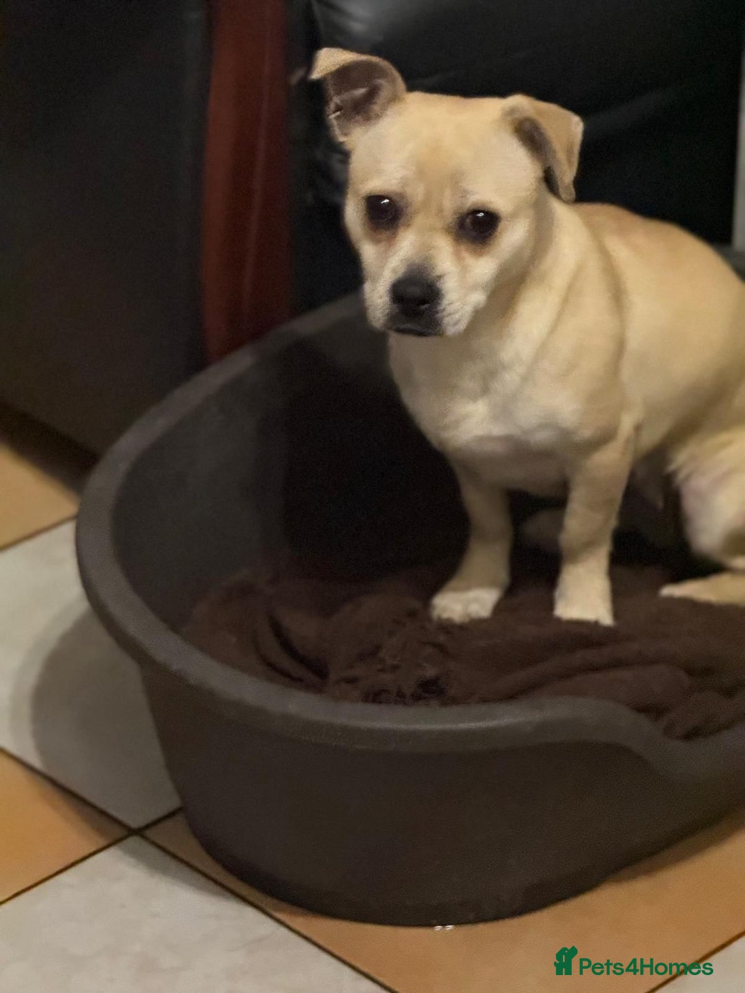 Mixed Breed dogs for adoption: Pretty Jamala ready for cuddles - Advert 14