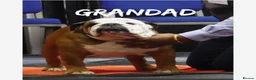 English Bulldog dogs for sale: Standard English bulldog  - Advert 7