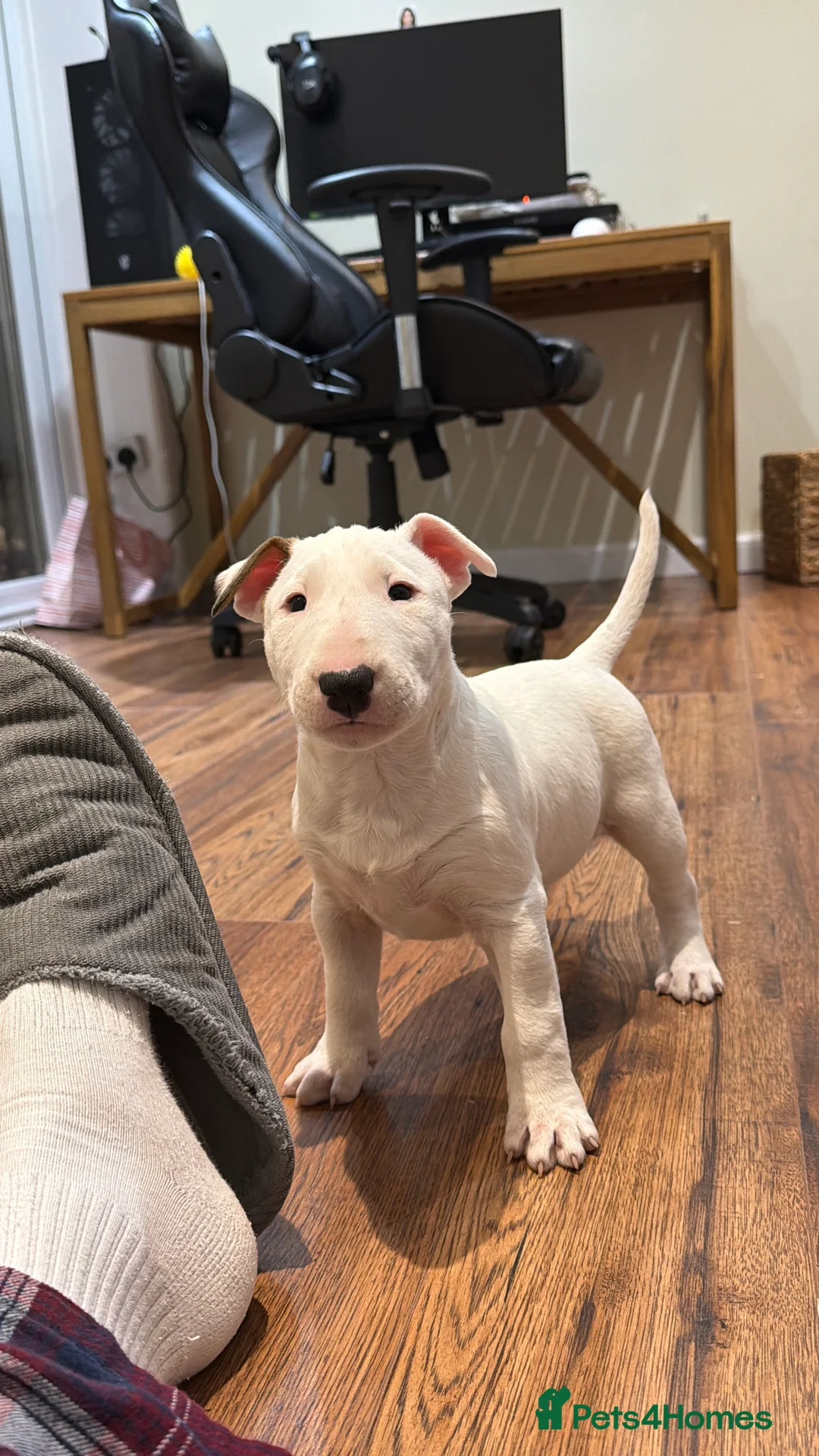 English Bull Terrier dogs for sale: CH BLOODLINE TOP BULL TERRIER PUPPIES - Advert 9