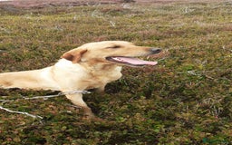 Labrador Retriever dogs for sale: Yellow Labrador female - Image 1