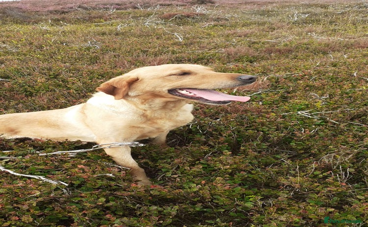 Labrador Retriever dogs - Advert 1
