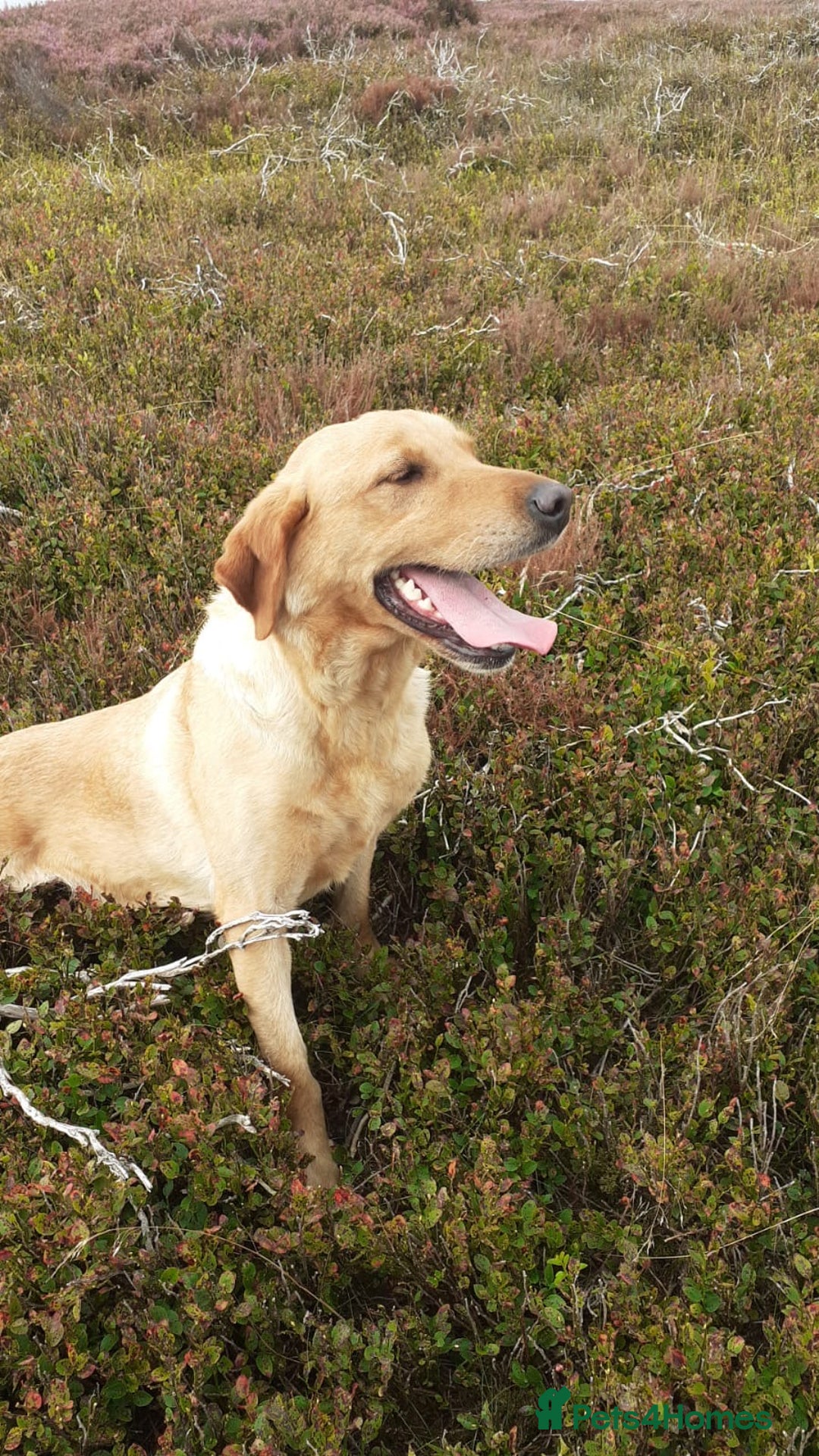 Labrador Retriever dogs for sale: Yellow Labrador female - Image 1