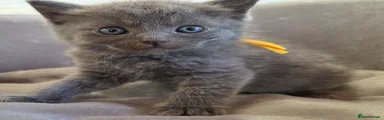 Ragdoll 3