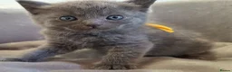 Ragdoll cats for sale: Ragdoll cross British Short hair - Advert 8