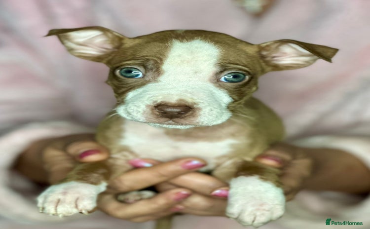 Mixed Breed dogs - Advert 13