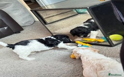 Cockapoo dogs for sale: 2 left! Will you be my forever home? F2 cockapoos  - Image 6