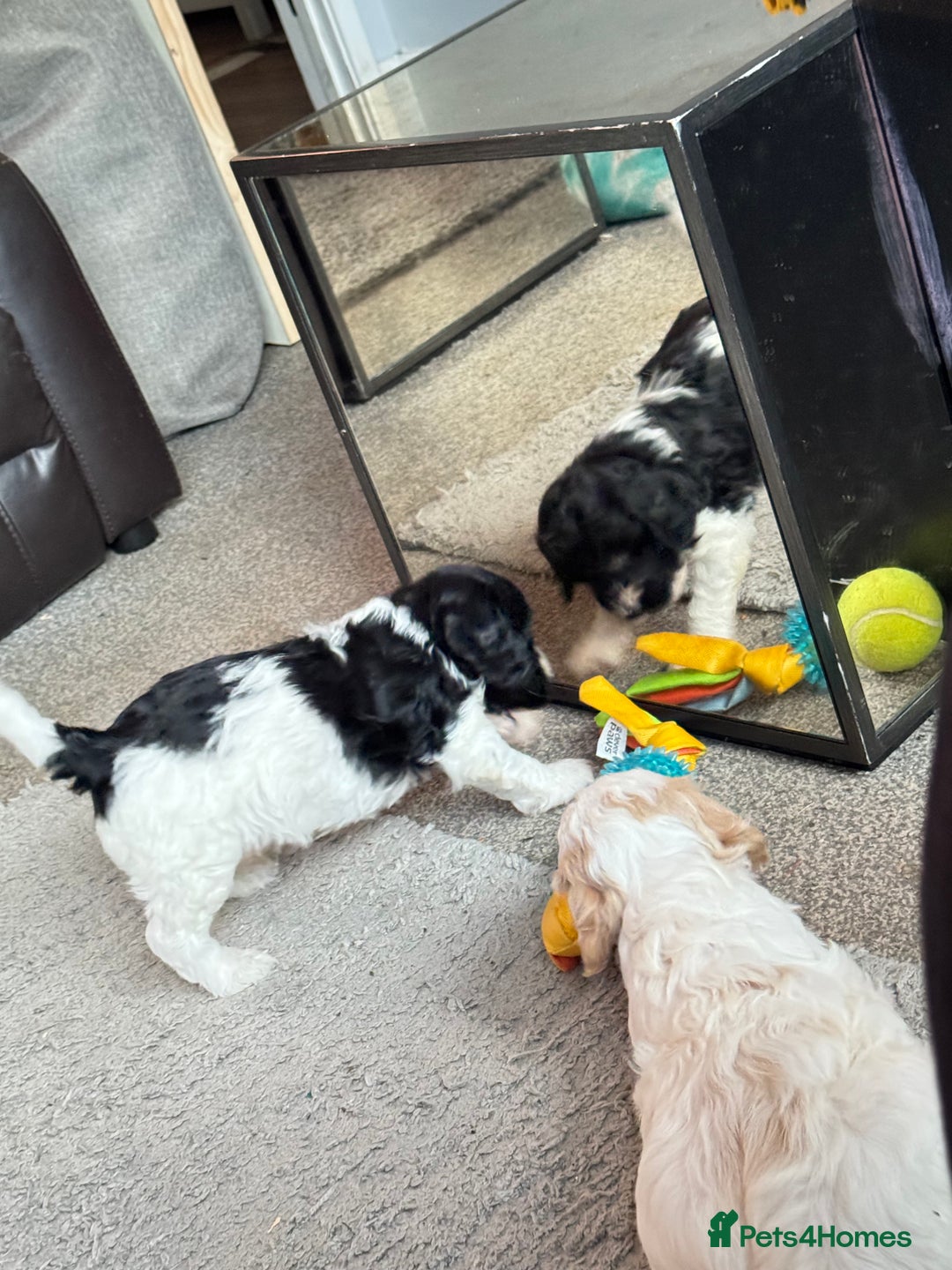 Cockapoo dogs for sale: 2 left! Will you be my forever home? F2 cockapoos  - Image 6