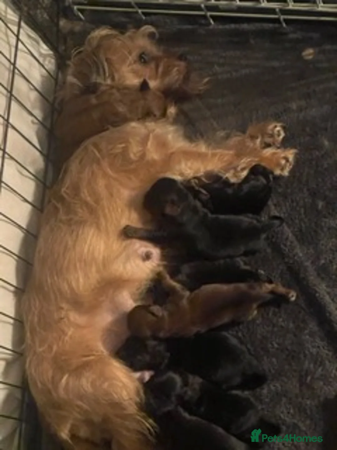 Mixed Breed dogs for sale: 8 beautiful jug cross cockapoo puppies for sale - Advert 10