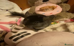 Chinchilla rodents for sale: Handsome Tuxedo - Image 3