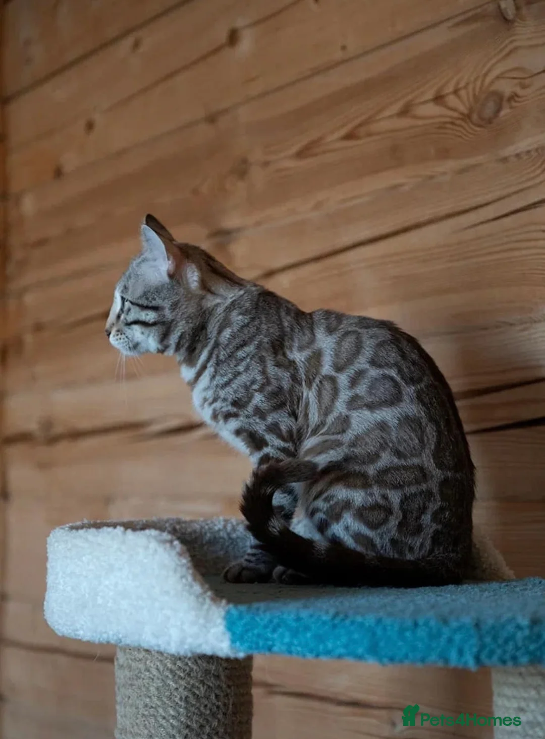 Bengal cats for sale: 🩶 ACTIVE ITALIAN IMPORT MALE 🩶 - Advert 12